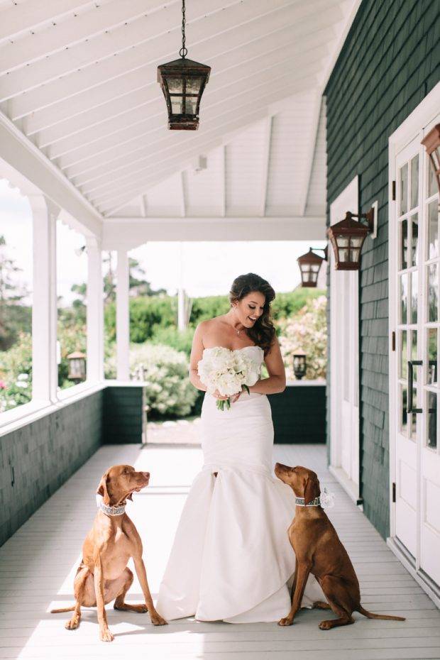 Bride and Dogs