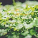 Clover